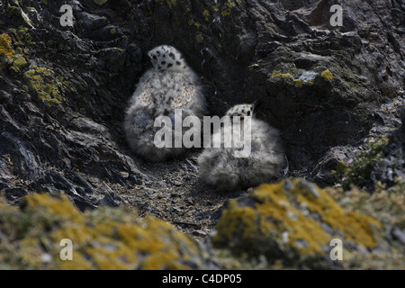 Goéland à manteau noir poussins sur l'Œil d'Irlande Banque D'Images