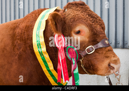 Champions de la race de bovins du Limousin britannique, animal, prix, rosette, ruban, concours, symbole, gagnant, spectacle, tête, harnais, regagné, succès, badge, gagner, Lauréat du Royal Cornwall Agricultural Showground Events & Exhibits 2011, Wadebridge, Royaume-Uni Banque D'Images