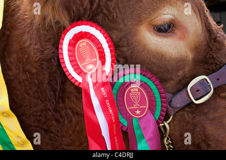 British Limousin Cattle Breed Champions, animal, prix, rosette, ruban, compétition, symbole, gagnant, spectacle, tête, harnais, purebred, succès, badge, gagnant, gagnant, au Royal Cornwall Agricultural Showground Events & Exhibits 2011, Wadebridge, Royaume-Uni Banque D'Images