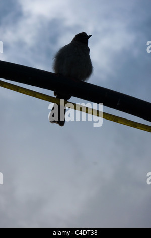 Ombre d'oiseaux punk avec un ciel bleu, Marrakech, Maroc, Afrique Banque D'Images