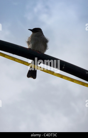 Ombre d'oiseaux punk avec un ciel bleu, Marrakech, Maroc, Afrique Banque D'Images