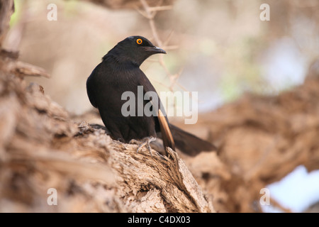 Pale-winged Starling (Onychognathus nabouroup), Sossulsvlei, Namibie Banque D'Images