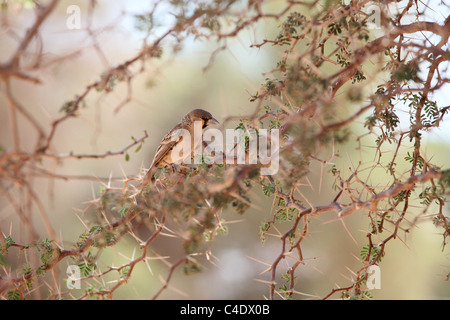 Sociable Weaver (Philetairus socius) dans un acacia, Sossusvlei, Namibie Banque D'Images