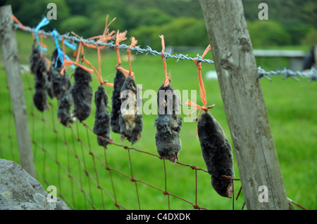 Le Derbyshire, Angleterre : dead moles affichée après avoir été pris Banque D'Images