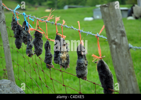 Le Derbyshire, Angleterre : dead moles affichée après avoir été pris Banque D'Images