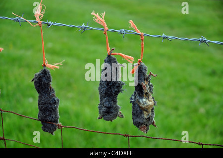 Le Derbyshire, Angleterre : dead moles affichée après avoir été pris Banque D'Images