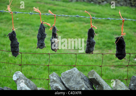 Le Derbyshire, Angleterre : dead moles affichée après avoir été pris Banque D'Images