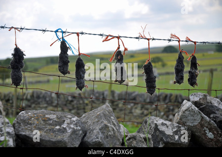 Le Derbyshire, Angleterre : dead moles affichée après avoir été pris Banque D'Images