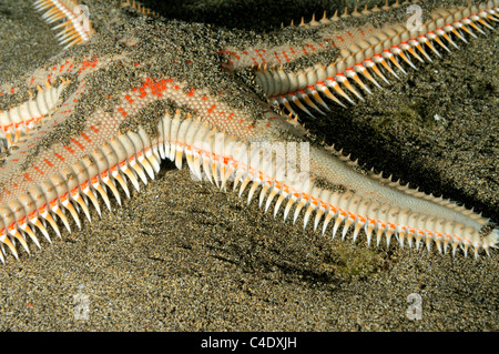 Starfish - crête rouge (Astropecten aranciacus étoiles), Lanzarote, Canaries, océan Atlantique Banque D'Images