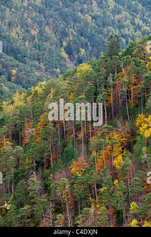 Forêt d'automne en Aragüés del Puerto, Huesca, Pyrénées, Espagne Banque D'Images