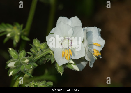 Le Polemonium caeruleum album Banque D'Images
