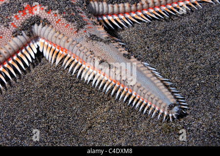Starfish - crête rouge (Astropecten aranciacus étoiles) sur des fonds marins, Lanzarote, Canaries, océan Atlantique Banque D'Images