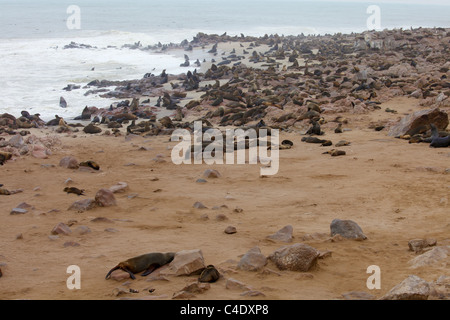 Cap (Arctocephalus pusillus pusillus) à la colonie de phoques de Cape Cross sur la côte atlantique, la Namibie. Banque D'Images