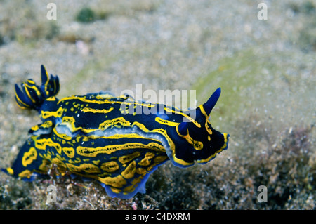 Nudibranche rayé jaune (Hypselodoris picta, également connu sous le nom de H. edenticulata) Banque D'Images