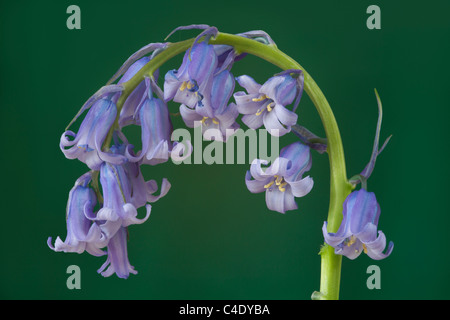 Détail d'un capitule bluebell Banque D'Images