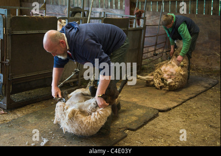 Jim Beavan de BBC programme 'Live' d'agnelage de démonstration de la tonte des moutons donnant à Llanthony Court Farm sur Open Farm Dimanche Banque D'Images
