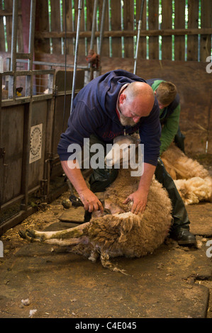 Jim Beavan de BBC programme 'Live' d'agnelage de démonstration de la tonte des moutons donnant à Llanthony Court Farm sur Open Farm Dimanche Banque D'Images
