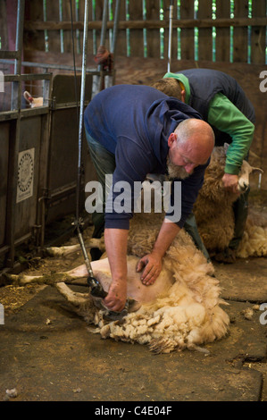 Jim Beavan de BBC programme 'Live' d'agnelage de démonstration de la tonte des moutons donnant à Llanthony Court Farm sur Open Farm Dimanche Banque D'Images