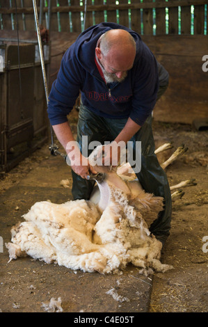 Jim Beavan de BBC programme 'Live' d'agnelage de démonstration de la tonte des moutons donnant à Llanthony Court Farm sur Open Farm Dimanche Banque D'Images