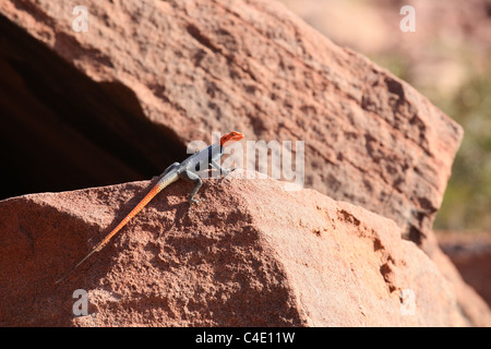 Rock namibien mâle lézard Agama agama (planiceps) Banque D'Images