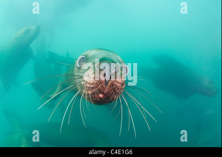 Lion de mer de Steller, ou Otarie de Steller, ou lion de mer du Nord, Eumetopias jubatus, Columbia Bay, Alaska ( Prince William Sound ) Banque D'Images