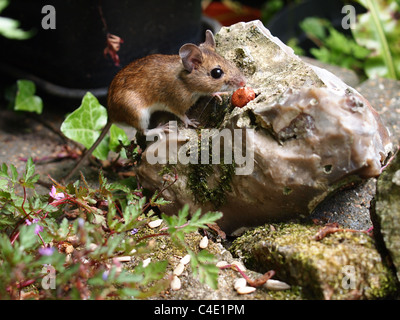 Fieldmouse woodmouse ou à longue queue, à la cacahuète sur un silex. Wild Apodemus sylvaticus avec lumière naturelle. Banque D'Images