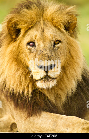 Il s'agit d'un lion mâle pris en concession Mombo sur's Island dans le Delta de l'Okavango au Botswana tandis qu'à un safari Banque D'Images