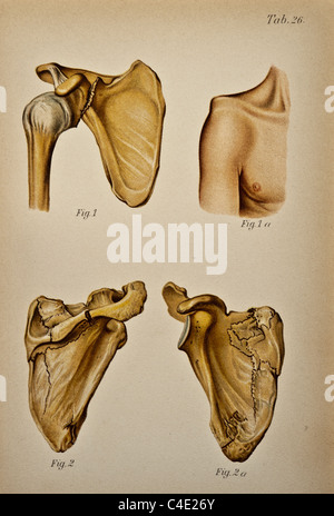 Illustration de l'épaule de l'homme copyright 1902 Banque D'Images