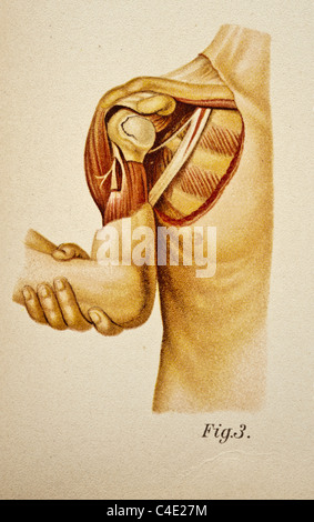 Illustration de l'épaule de l'homme copyright 1902 Banque D'Images