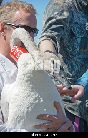 Un homme est titulaire d'un bénévole Le Cygne avant de libérer près de Ovando, Montana. Banque D'Images