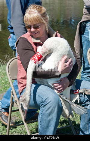 Un volontaire est titulaire d'un cygne trompette avant sa sortie près de Ovando, Montana. Banque D'Images