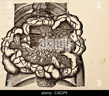 Illustration médicale antique des viscères, organes internes et la cavité abdominale. Banque D'Images