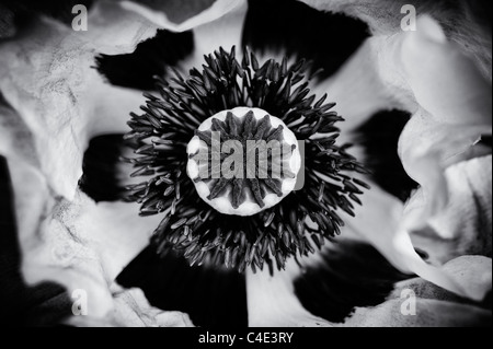 Papaver orientale 'Perrys White'. Close up sur milieu de fleur de pavot. Le noir et blanc Banque D'Images