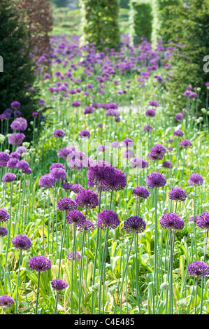 Allium hollandicum 'Purple Sensation'. L'Oignon à fleurs ornementales RHS Wisley Gardens, Angleterre Banque D'Images