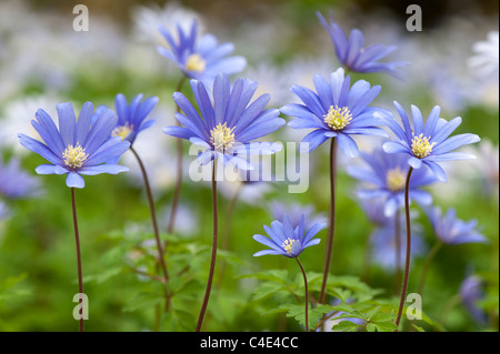 Anemone blanda des fleurs. Windflower Banque D'Images