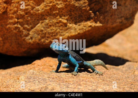 Le rock sudiste, Agama agama Agama, Knobel est stachybotrysatra knobeli, homme, Goegap Nature Reserve, le Namaqualand, Afrique du Sud Banque D'Images