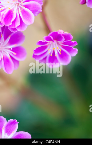 Lewisia cotyledon fleurs Regenbogen Banque D'Images