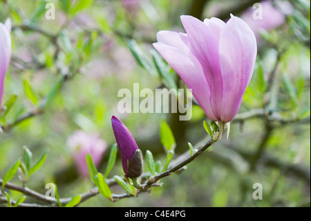 Magnolia 'Randy' Fleur d'ouvrir au printemps. UK Banque D'Images