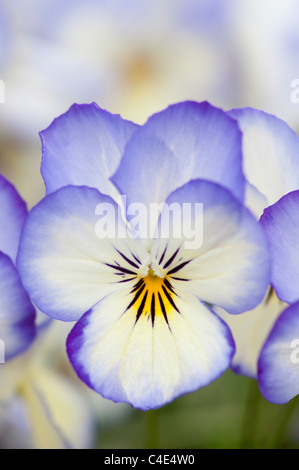 Viola 'Coconut Sorbet fleurs swirl' Banque D'Images