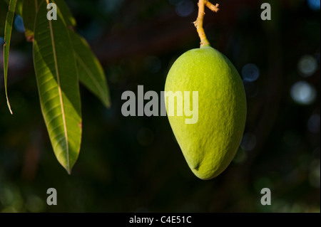 Mangifera indica. Mangue de maturation à un arbre dans la campagne indienne Banque D'Images