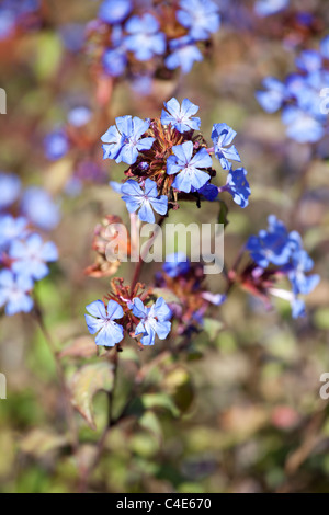 Ceratostigma plumbaginoides Plumbago chinois Banque D'Images