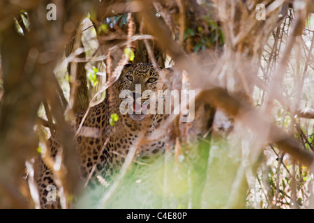 Leopard dans des fourrés scrub à Yala NP, Sri Lanka. Banque D'Images