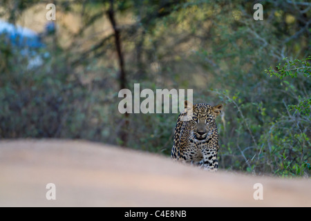 Leopard Cub à Yala NP, Sri Lanka Banque D'Images