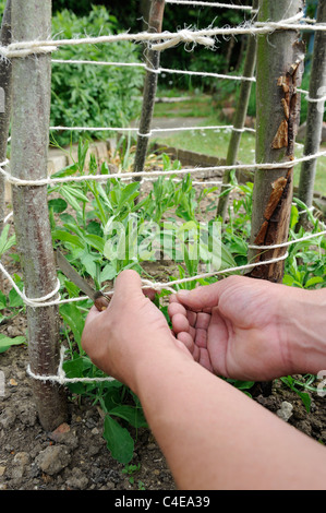 Les plantes, jardinier de formation autour de la chaîne de fixation à l'appui de wigwam hazel Pois de plantes, Norfolk, Engalnd, Mai Banque D'Images