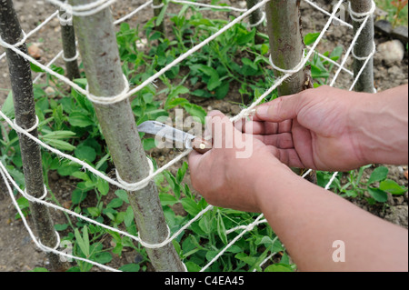 Les plantes, jardinier de formation autour de la chaîne de fixation à l'appui de wigwam hazel Pois de plantes, Norfolk, Angleterre, Mai Banque D'Images