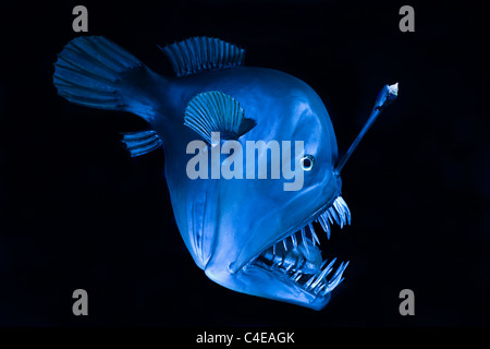 Poisson à bosse (Melanocetus johnsonii), créature en haute mer dans l'océan Atlantique Banque D'Images