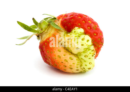 Fraise de forme étrange isolated on white Banque D'Images
