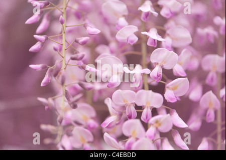 Les fleurs de glycine close-up. Shallow DOF Banque D'Images