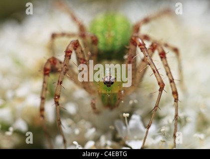 Green Spider de concombre sur une fleur sur l'île de Nisyros Grèce Banque D'Images