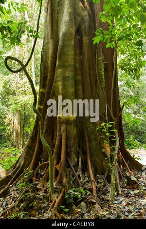 Grand figuier racines et tronc en forêt tropicale humide, Thaïlande Banque D'Images